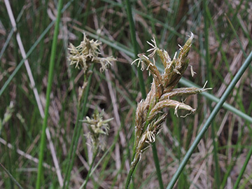 Carex_pseudobrizoides_WeselBiostation_120518_ja08.jpg