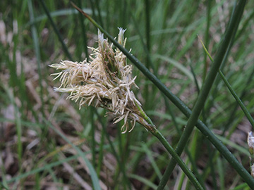 Carex_pseudobrizoides_WeselBiostation_120518_ja09.jpg