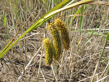 Carex_pseudocyperus_Frechen_Sandgrube_080718_ja02.jpg