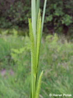 Carex_pseudocyperus_Greven_230515_RPollak13.jpg