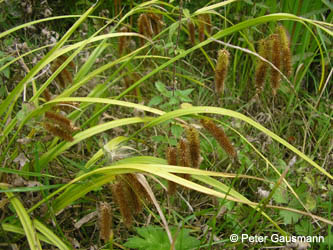 Carex_pseudocyperus_HER010908_PG01.jpg