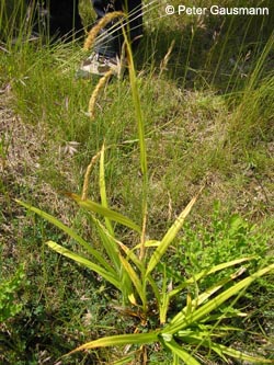 Carex_pseudocyperus_HERPlutoV100609_PG01.jpg