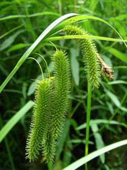 Carex_pseudocyperus_NSGBoev150707_ja01.JPG