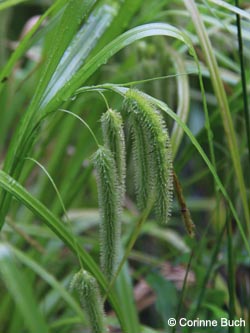 Carex_pseudocyperus_Witten-Herbede_Feldstr_280515_CB02.jpg