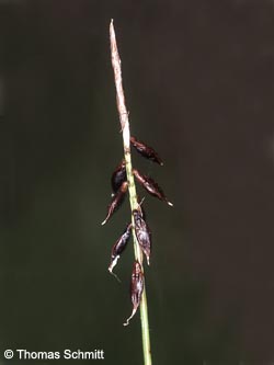 Carex_pulicaris_TS01_2.jpg