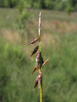 Carex_pulicaris_Zollhausried_Blumberg_SWD2013_210713_ja03.jpg