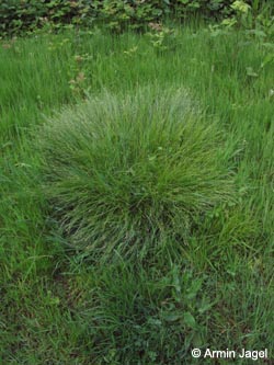 Carex_remota_BOHiltroperVolkspark150509_ja06.jpg