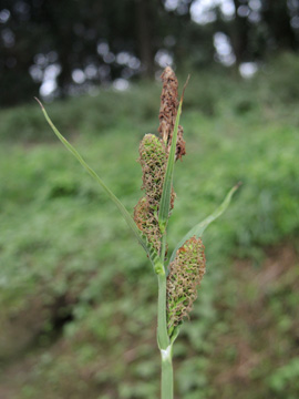 Carex_riparia_KWorringen_Rhein_Flutmulde_181916_ja02.jpg