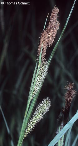 Carex_riparia_TS01.jpg