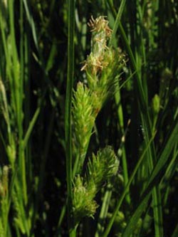 Carex_secalina_BGHalle_Kyffhaeuser050610_ja01.jpg