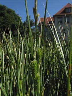Carex_secalina_BGHalle_Kyffhaeuser050610_ja02.jpg