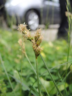 Carex_spicata_Wattenscheid160515_ja05.jpg
