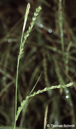 Carex_strigosa_TS01.jpg