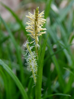 Carex_sylvatica_120409_CB02.jpg