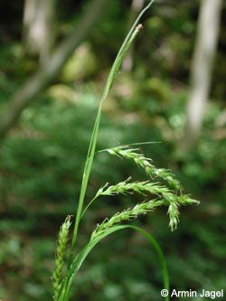 Carex_sylvatica_270505_Hoennetal_ja01.jpg
