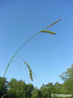 Carex_sylvatica_AKWUPNord110610_TK03.jpg