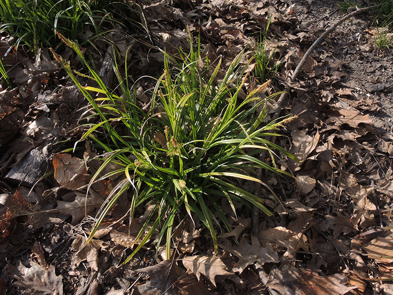 Carex_sylvatica_DO-Syburg_Hengsteysee_160420_ja01.jpg