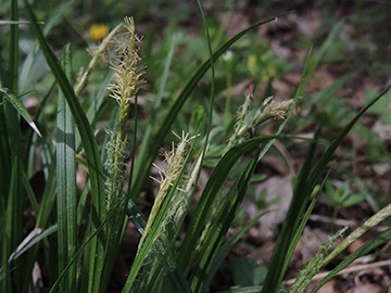Carex_sylvatica_Hemer-Apricke_Hoppenberg_290418_ja04.jpg