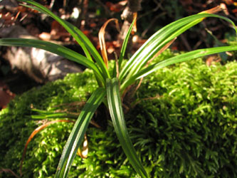Carex_sylvatica_Marienschlucht_131110_VD01.jpg