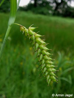 Carex_vesicaria_REBrandheide030606_ja01.jpg