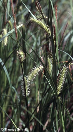 Carex_vesicaria_TS01.jpg