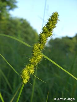 Carex_vulpinoidea_BO080608_ja01.jpg
