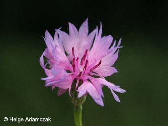 Centaurea_cyanus_urdenbacherkaempe080907_HA03.jpg