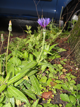 Centaurea_montana_BOGrumme_Siedlungsflora_030517_CB01.jpg
