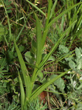 Cephalanthera_longifolia_180508_HGeier04.jpg
