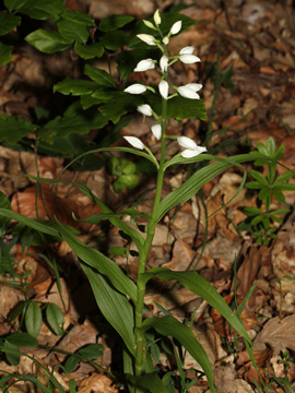 Cephalanthera_longifolia_180508_HGeier11.jpg