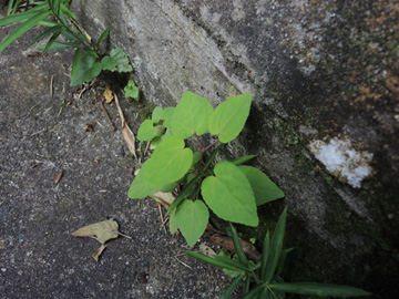 Cercidiphyllum_japonicum_170917_ja02.jpg