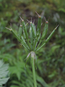 Chaerophyllum_hirsutum_Einsiedelei_250616_ja13.jpg