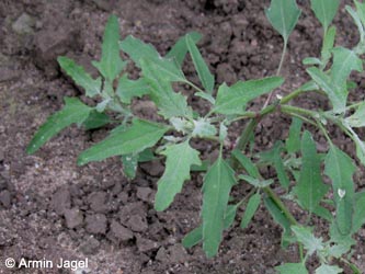 Chenopodium_ficifolium_Duisburg-Homberg_250813_ja01_2.jpg