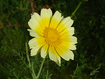Chrysanthemum_coronarium_BORoncalli290707_ja02.jpg