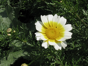 Chrysanthemum_coronarium_CapTenaro_Mani_GR2011_040411_ja01.jpg