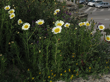 Chrysanthemum_coronarium_discolor_Mallorca2012_AltstadtAlcudia280312_ja01.jpg