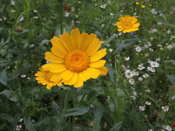 Chrysanthemum_segetum_Attendorn_090816_ja01.jpg