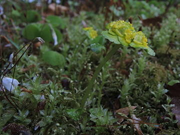 Chrysosplenium_alternifolium_Hoennetal_290418_ja01.jpg