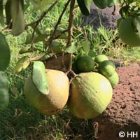 Citrus_Pampelmuse_Marquesas_NukuHivu_HeHa01.jpg
