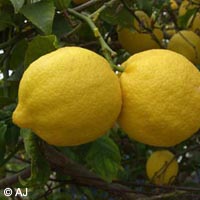 Citrus_limon_Malle07_Soller_ja03.jpg