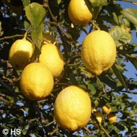 Citrus_limon_Sizilien2009_HS05.jpg