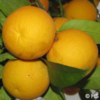 Citrus_sinensis_PGFM201109_HS01.jpg
