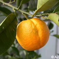 Citrus_sinensis_ja01.jpg