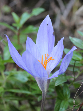 Crocus_sativus_151017_CB02.jpg