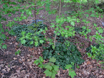 Cyclamen_hederifolium_BOLaerheide130409_ja01.jpg