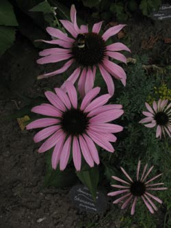 Echinacea_purpurea_BORoncalli310713_ja05.jpg