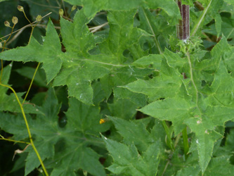 Echinops_bannaticus_Bergkamen-Heil_120716_WHessel02.jpg