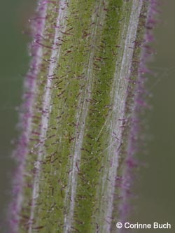 Echinops_sphaerocephalus_Eifel2012_Wingertbergwand070612_CB04.jpg