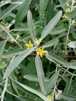 Elaeagnus_angustifolia_GEOTag2012_01_TK60.jpg
