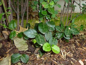 Euonymus_fortunei_Koeln-Lindenthal_070614_ho01.jpg